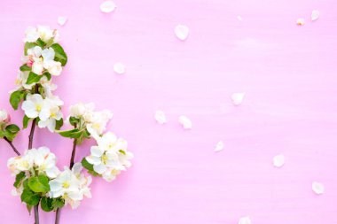 Pembe ahşap arka planda çiçek açan elma çiçekleri..