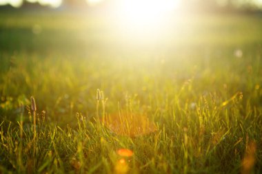 Gün batımında çimen tarlası, klasik ton. Güzel gün batımı.