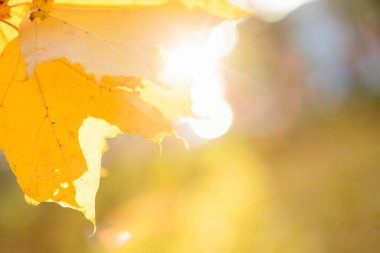 Soyut sonbahar ormanı arka planı bulanık. Düşen sarı yaprakları ve güneşi olan güzel sonbahar manzarası. Parkta renkli yapraklar var. Düşen yapraklar doğal arkaplan