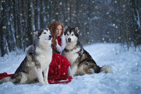Una Donna Attraente Con Cani Huskies Malamute — Foto Stock