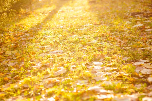 Hojas Otoño Amarillas Naranjas Rojas Hermoso Parque Otoño Hermoso Paisaje —  Fotos de Stock