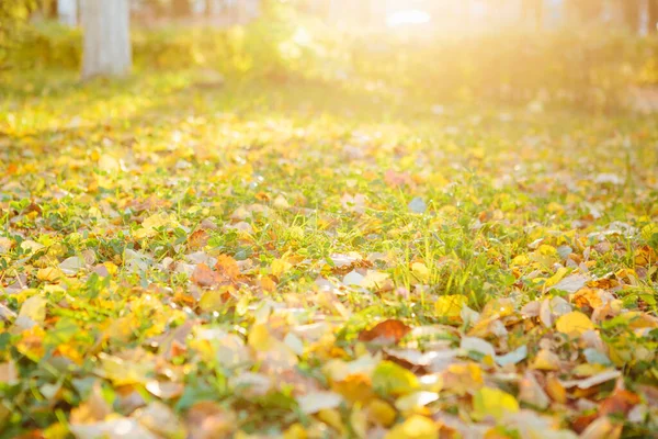 Fallen Autumn Leaves Grass Sunny Morning Light Toned Photo Beautiful — Stock Photo, Image