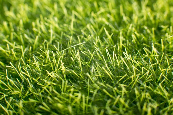 Close-up of freshly cut lawn with green grass