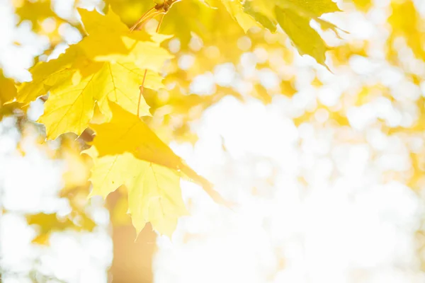 Fall Autumn Leaves Background Landscape Autumn Season Beautiful Autumn Landscape — Stock Photo, Image