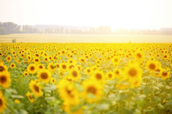 Sunflower Field Sunset Field Blooming Sunflowers Background Sunset — Stock Photo, Image