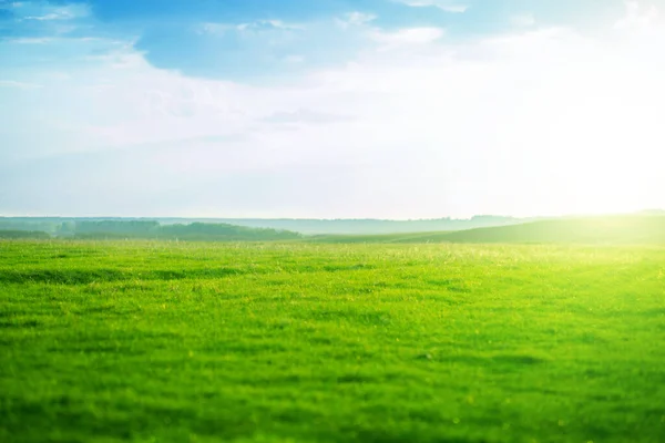 Printemps Herbe Verte Fraîche Brillante Coucher Soleil Par Une Chaude — Photo