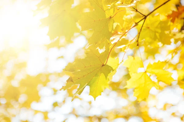 Sonbahar Yapraklı Ağaç Dalı Sonbahar Arkaplanı Düşmüş Sarı Yaprakları Güneşi — Stok fotoğraf