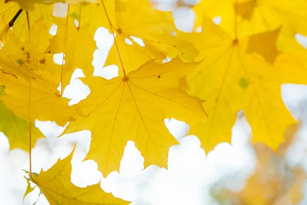 Autumn Leaves Sun Blurred Trees Fall Background Beautiful Autumn Landscape — Stock Photo, Image