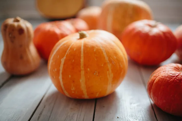 Pumpkins Floor Room — Stock Photo, Image