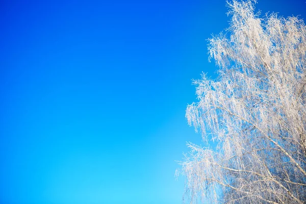 Snow covered birch tree branches view on blue sky.