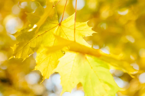 紅葉が美しい秋の風景黄色の紅葉と太陽 公園内のカラフルな葉 落下は自然の背景を残し — ストック写真