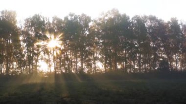 Sonbaharda sislerin ve ağaçların arasından güneş ışınları