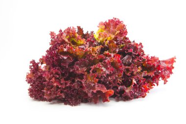 Beyaz zemin üzerinde kırmızı marul izole.