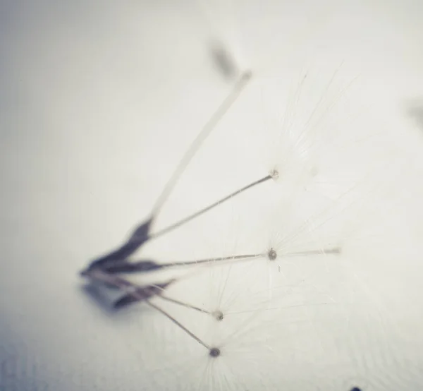 Dandelion White Background Close — Stock Photo, Image