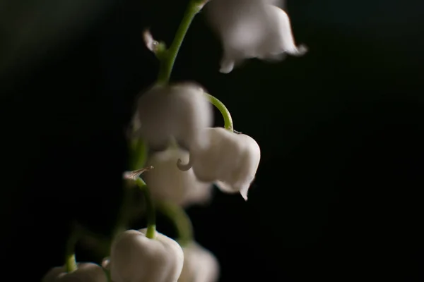 Lily Valley — Stock Photo, Image