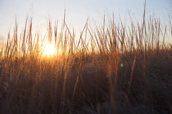 Zomer Landschap Tarweveld Bij Zonsondergang — Stockfoto