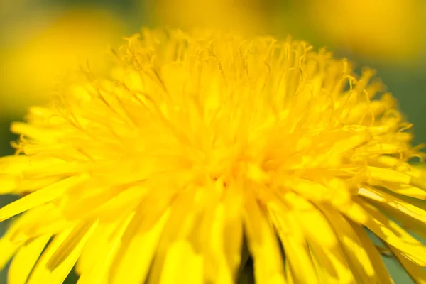 Spring Dandelion Blooming Background — Stock Photo, Image