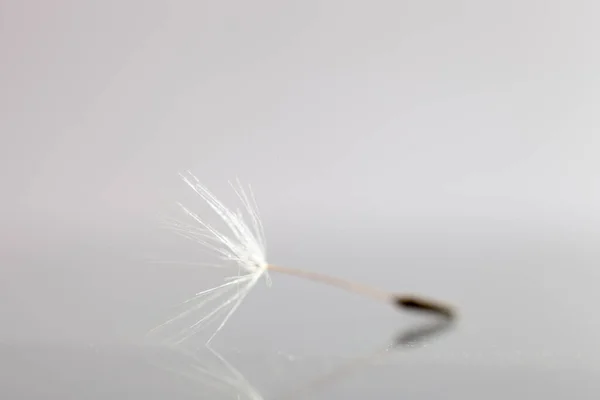 Macro Tiro Uma Semente Dente Leão — Fotografia de Stock