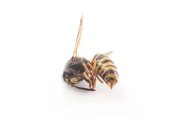 Dead Wasp Animal White Background Close — Stock Photo, Image