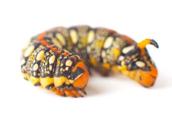 Hyles Euphorbiae Caterpillar White Background Spurge Hawk Sphingidae — Stock Photo, Image