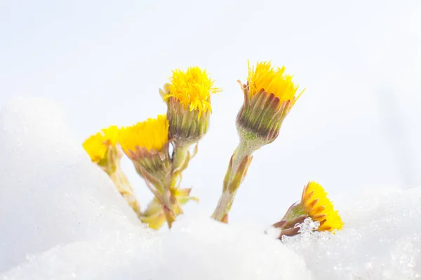 Doğada Bahar Çiçekleri — Stok fotoğraf