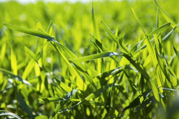 Close Fresh Thick Grass Water Drops Early Morning — Stock Photo, Image