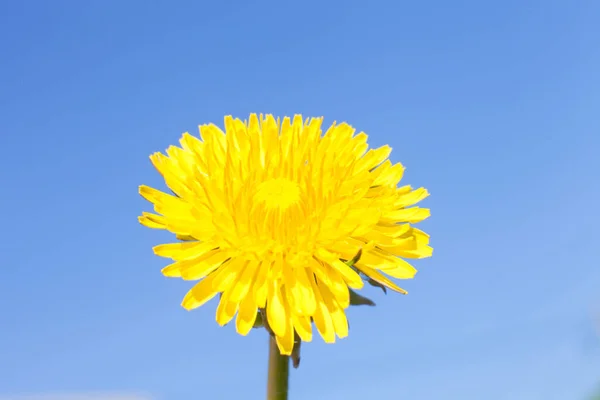 Yellow Dandelion Background Close — Zdjęcie stockowe
