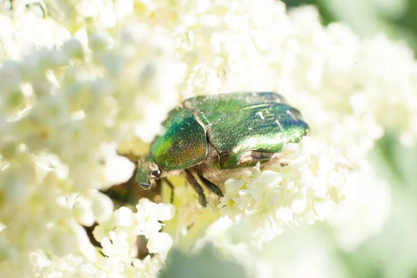 Chafer Beetle Flowering Plants Meadows — Stock Photo, Image