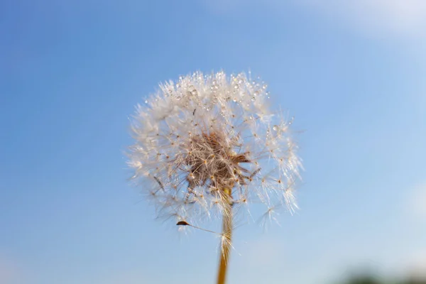 Одуванчик Семенами Летящими Ветру — стоковое фото