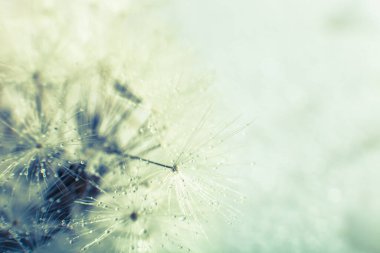 Karahindiba tohumu fotoğrafı. Yakın plan..