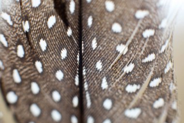 Siyah ve beyaz tüylerin makro görüntüsü.