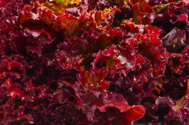 Kırmızı marul arka planı. Stüdyo çekimini kapat..