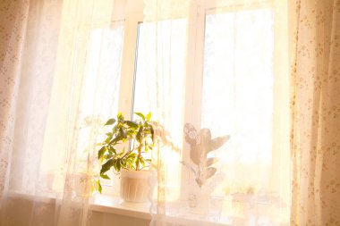 Modern bir evde yeşil bitki