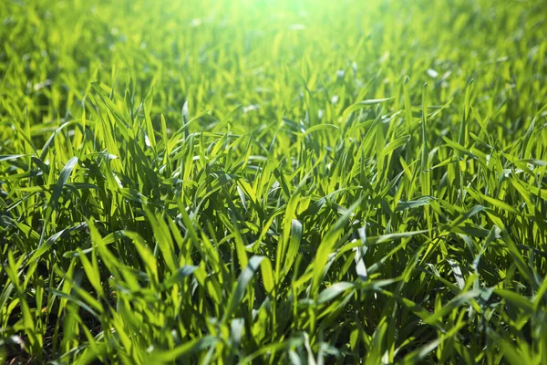 Close Fresh Thick Grass Water Drops Early Morning — Stock Photo, Image