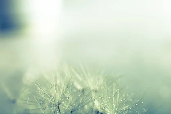 Dandelion Seed Water Drops — Stock Photo, Image