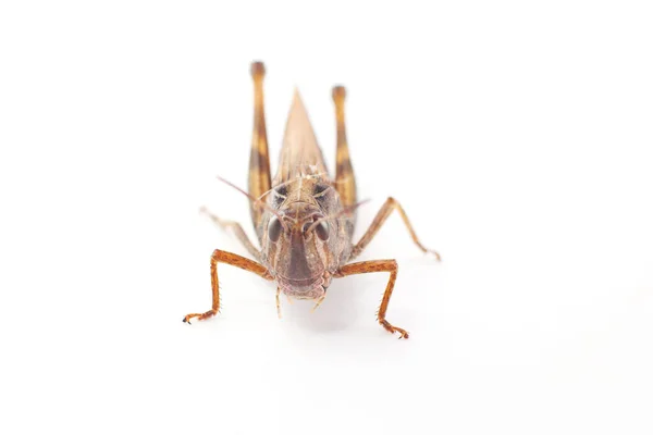 Perfil Lateral Grasshopper Fundo Branco Close — Fotografia de Stock