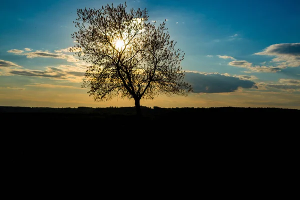 나무가 여름이나 — 스톡 사진