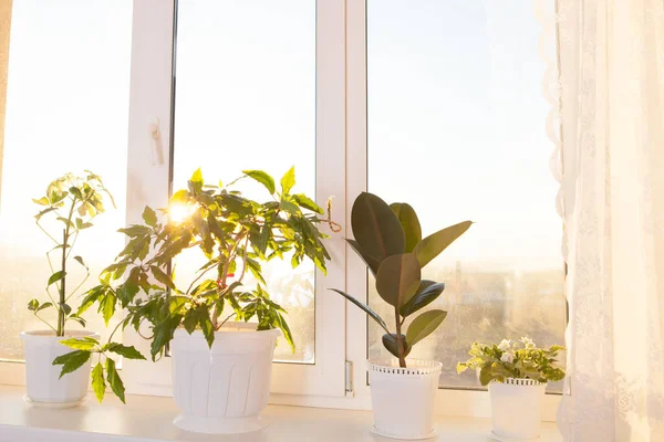 Plantas Verdes Vasos Fundo — Fotografia de Stock