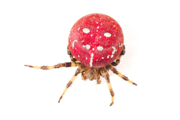 Aranha Vermelha Grande Aranha Vermelha Com Cor Branca Speck Corpo — Fotografia de Stock