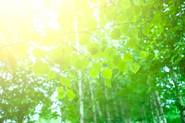 Sfondo Verde Foglie Fresche Concetto Fondo Natura — Foto Stock