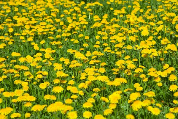 Spring Dandelion Weeds Background — Stock Photo, Image