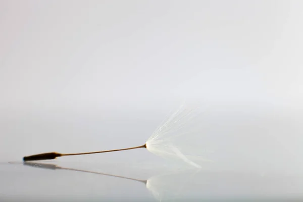 Uma Semente Dandilion Superfície Cinzenta Brilhante — Fotografia de Stock