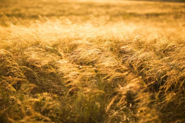 Schöne Landschaft Mit Herbstwiese Trockenes Herbstgelbes Gras Bei Sonnenuntergang Oder — Stockfoto