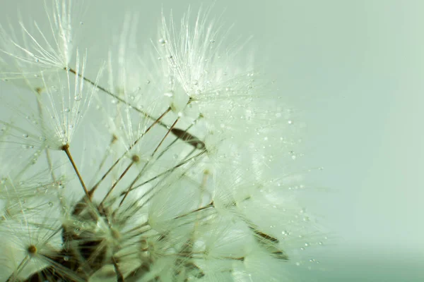 Dandelion Seed Background Close — Stock Photo, Image