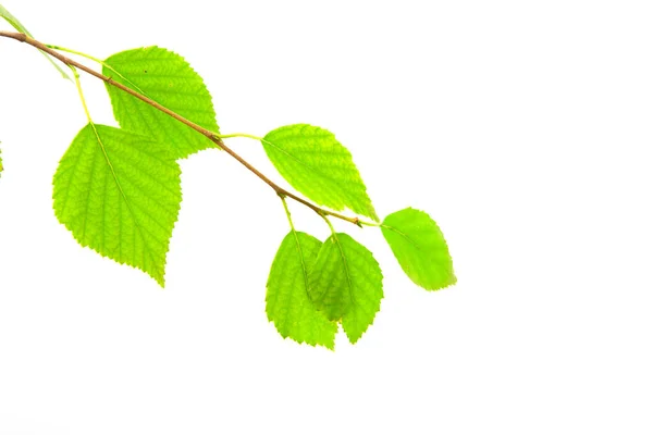 Berken Takje Geïsoleerd Een Witte Achtergrond — Stockfoto