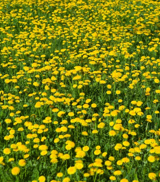 Spring Dandelion Flowers Background — Stock Photo, Image