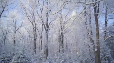 Güzel, soğuk bir sabahta karla kaplı ağaçlarla kış ormanlarında yürü. Kimse yok.