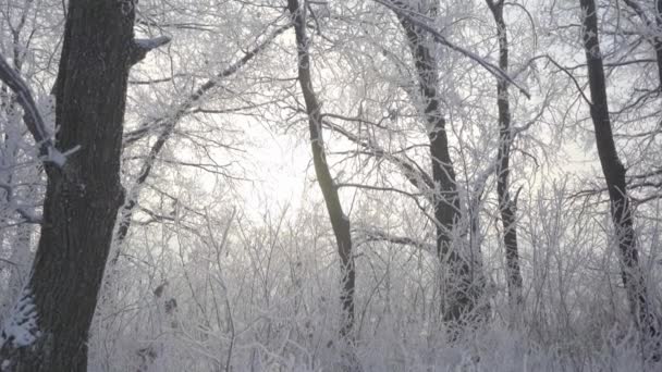 Camine por el bosque de invierno con árboles cubiertos de nieve en una hermosa mañana helada. No hay gente — Vídeo de stock