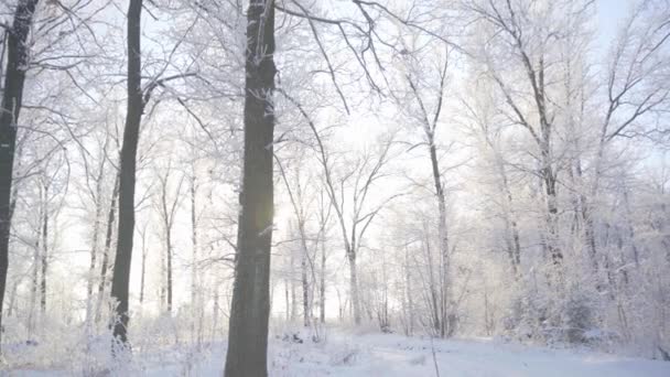 Séta a téli erdőben hófákkal borított fák egy gyönyörű fagyos reggel. Nincsenek emberek. — Stock videók