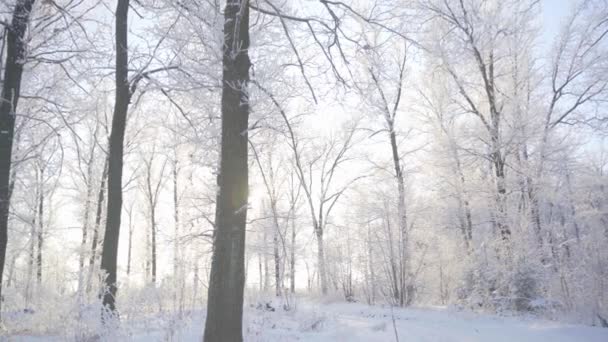 Går genom vinterskogen med snötäckta träd en vacker frostig morgon. Inga människor — Stockvideo